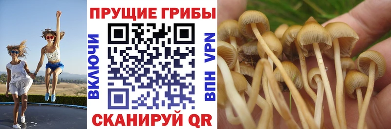 МЕГА как войти  купить наркотики цена  мориарти какой сайт  Псилоцибиновые грибы GOLDEN TEACHER  Новоалександровск 